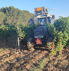 Who do you harvest grapes in France?