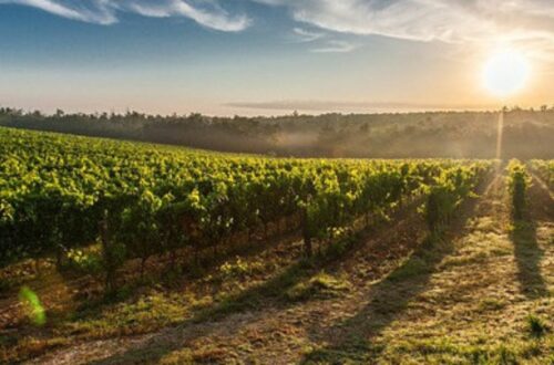 Does soil have an impact on wine? - picture of vines landscape