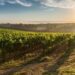 Does soil have an impact on wine? - picture of vines landscape