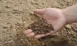 picture of loess soil