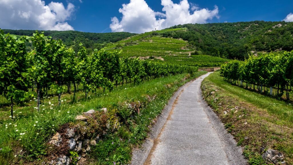 terraces in the Wachau