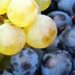 What grape is Sekt made from - white and red grapes