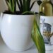 What type of wine is Ruster Ausbruch - bottle of ruster ausbruch next to a plant