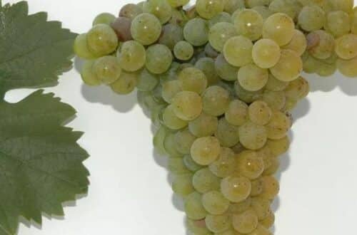 What is Rotgipfler - a bunch of white grapes