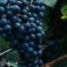 What is Austria’s signature red grape - a bunch of red grapes