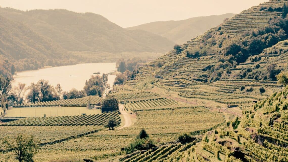 History of Grüner Veltliner in the Wachau - vintage picture of Wachau vineyards