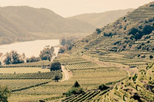 History of Grüner Veltliner in the Wachau - vintage picture of Wachau vineyards