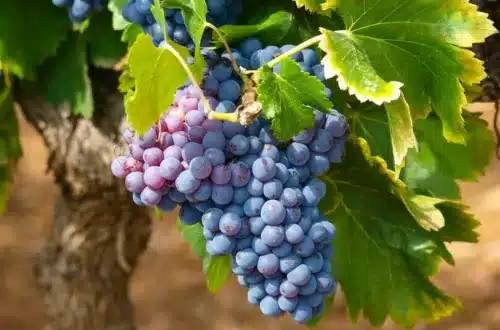 bunch of red grapes on a vine