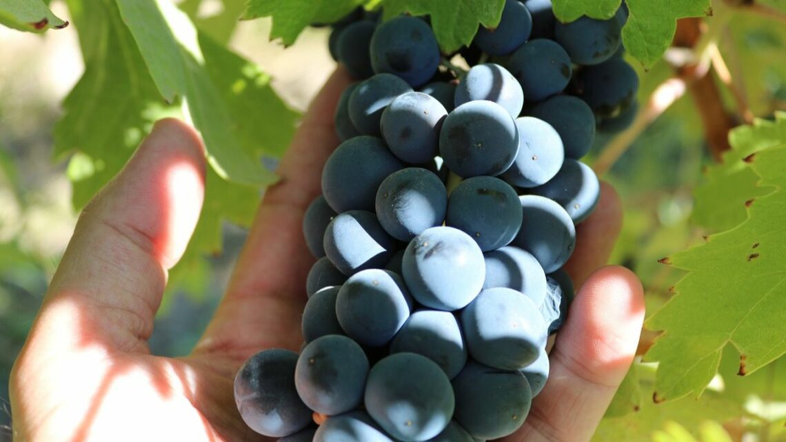 Syrah In Provence - Bold and Spicy flavour - a hand holding a bunch of Syrah grapes