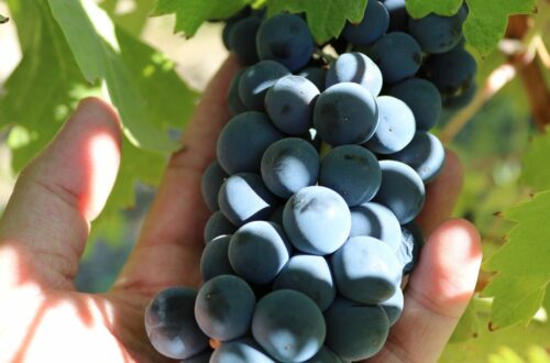 Syrah In Provence - Bold and Spicy flavour - a hand holding a bunch of Syrah grapes