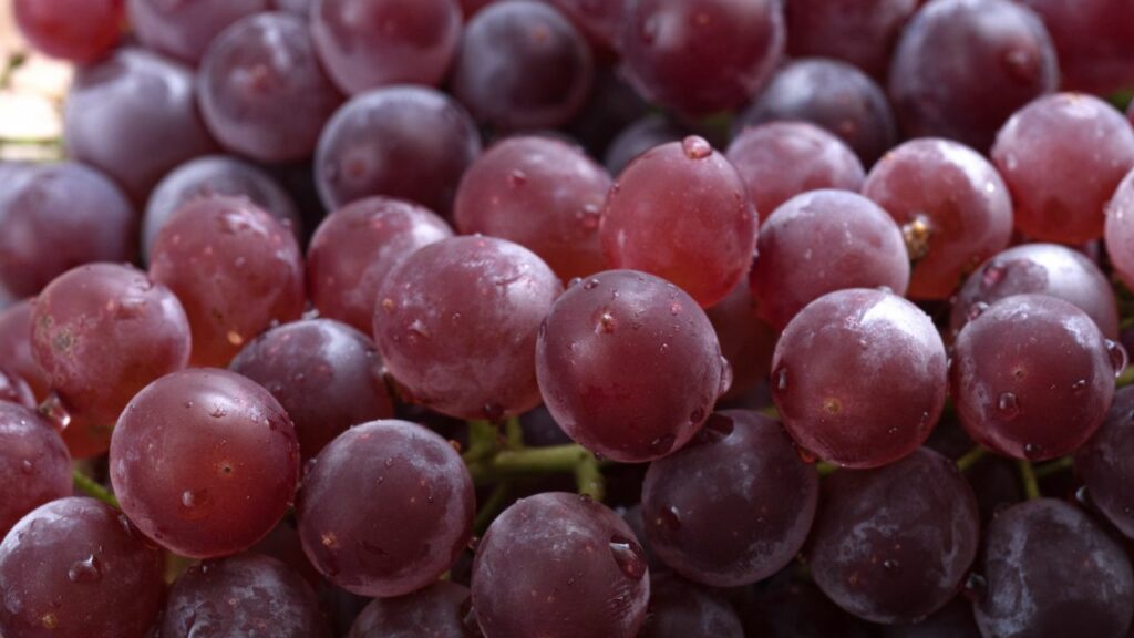 Photo of the Delaware wine grape