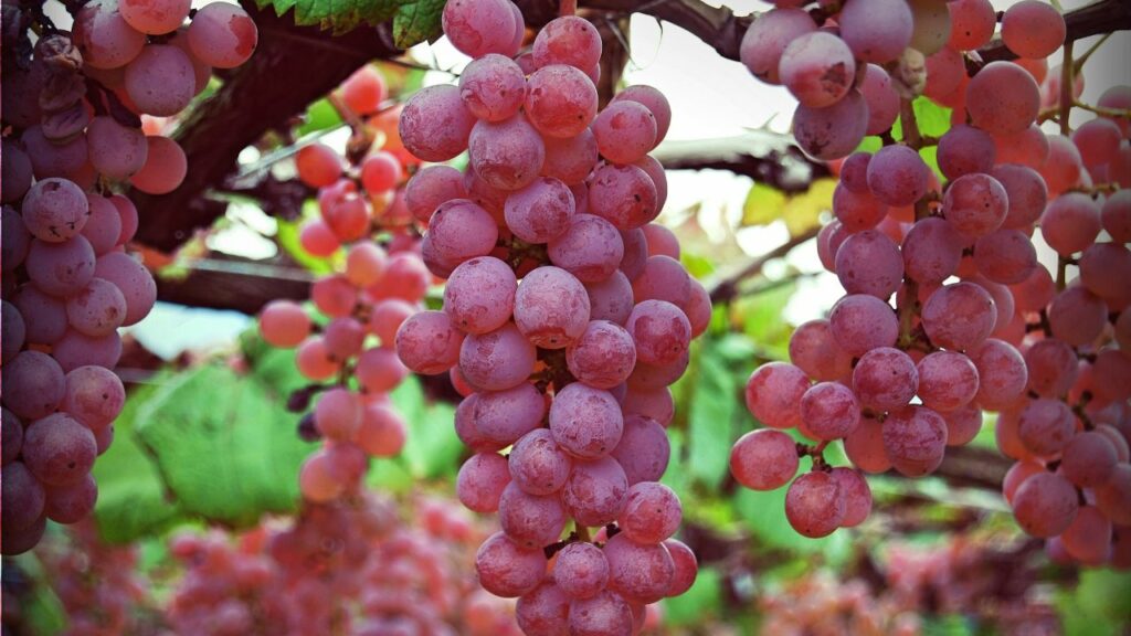 Photo of the Koshu wine grape