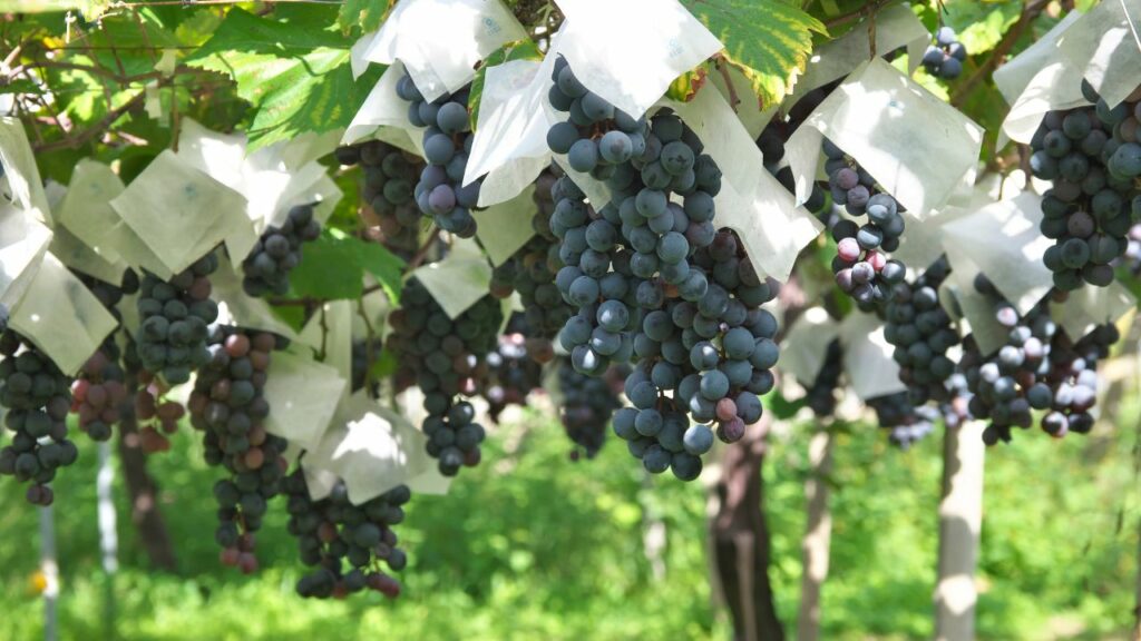 Photo of the Muscat Bailey A wine grape