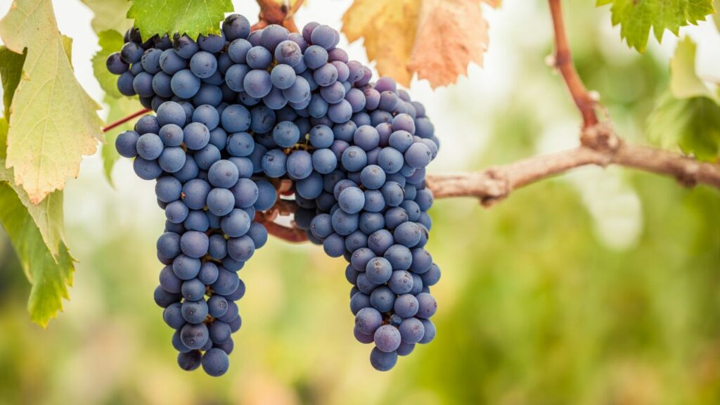 photo of Pinot Noir