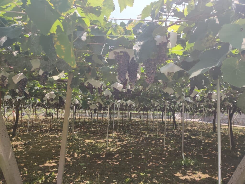 Photo of grapes in Japan