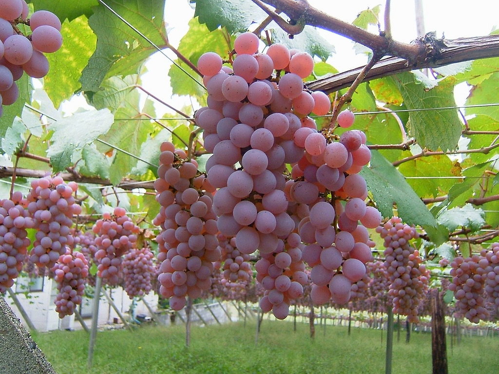 koshu grape