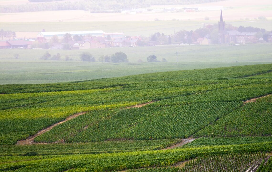 vineyard in Sussx