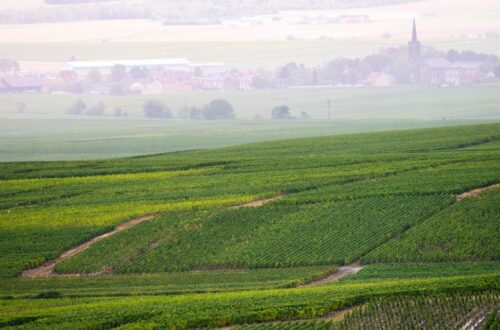 vineyard in Sussx