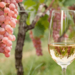 a glass of Koshu wine near a Koshu bunch on a vine