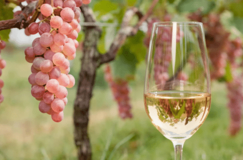 un verre de vin Koshu près d'une grappe de Koshu sur une vigne