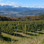 a photo of vines in front of the japanese alps