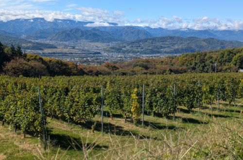 une photo de vignes devant les Alpes japonaises