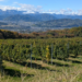 une photo de vignes devant les Alpes japonaises