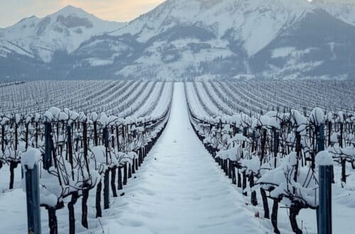 Un vignoble enneigé en hiver, des rangées de vignes dénudées enfouies sous une épaisse couche de neige, des montagnes majestueuses en arrière-plan, une douce lumière matinale, des tons froids et feutrés, un style photographique cinématographique, un plan large de paysage.