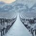 Un vignoble enneigé en hiver, des rangées de vignes dénudées enfouies sous une épaisse couche de neige, des montagnes majestueuses en arrière-plan, une douce lumière matinale, des tons froids et feutrés, un style photographique cinématographique, un plan large de paysage.