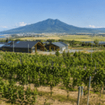 landscape of Niigata wine region