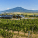 landscape of Niigata wine region