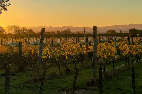 Paysage de vignes en Nouvelle-Zélande