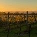 landscape of vines in New Zealand