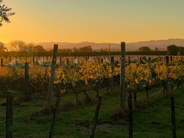 landscape of vines in New Zealand